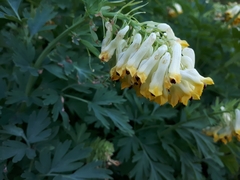 Corydalis nobilis