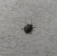 Holcogaster fibulata