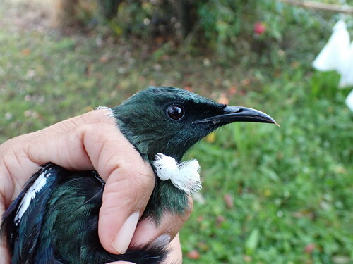 Tūī, photo 7 of 7