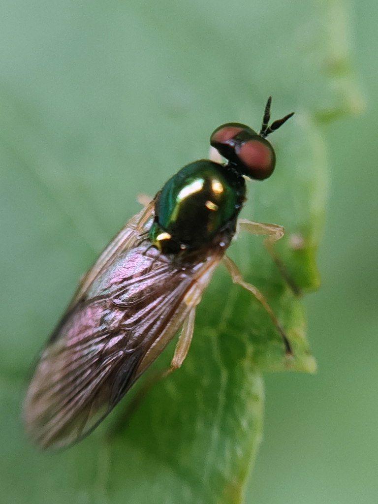 Yellow-legged Black Legionnaire