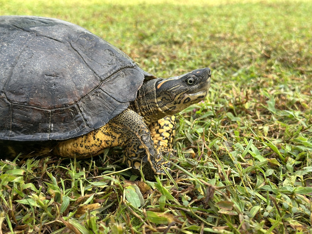 Colombian Wood Turtle from Sabalito Sinaí, El Bagre, Antioquia, CO on ...