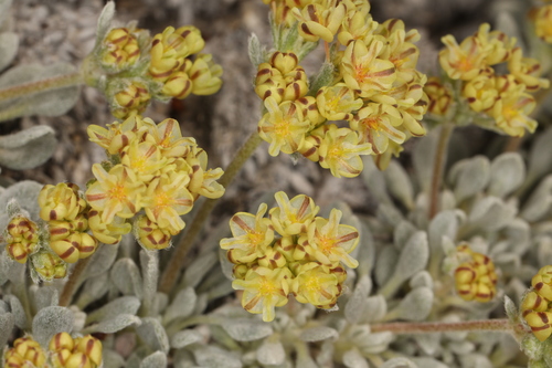 Image of Eriogonum gilmanii by (c) Steve Matson, some rights reserved (CC BY)