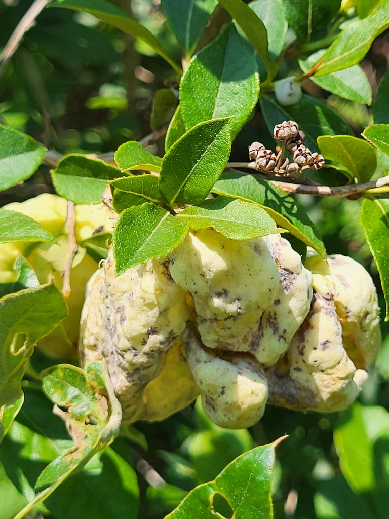 Exobasidium andromedae