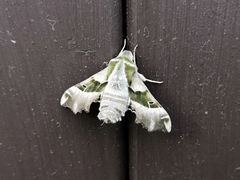 Proserpinus proserpina