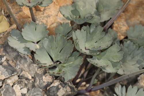 Image of Cymopterus gilmanii by (c) Steve Matson, some rights reserved (CC BY)