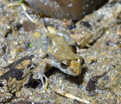 Pristimantis brevicrus