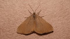 Minoa murinata
