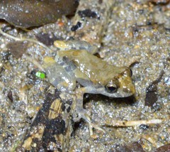 Pristimantis brevicrus