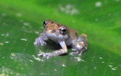Pristimantis brevicrus