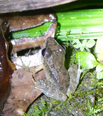 Pristimantis conspicillatus