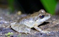 Pristimantis conspicillatus