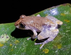 Pristimantis brevicrus