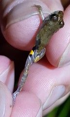 Pristimantis brevicrus