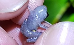 Pristimantis brevicrus