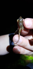 Pristimantis conspicillatus