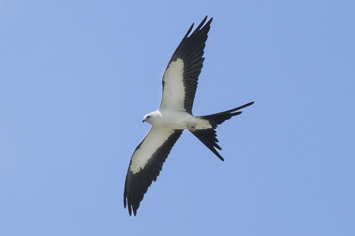 Swallow-tailed Kite photographed in North Carolina