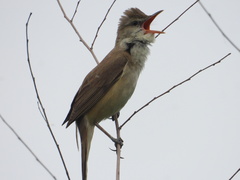 Acrocephalus orientalis