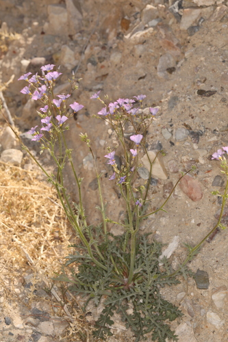 Image of Gilia cana by (c) Steve Matson, some rights reserved (CC BY)
