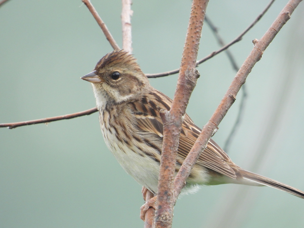 Black-Faced Bunting