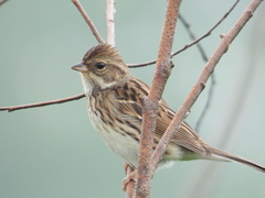 Emberiza spodocephala
