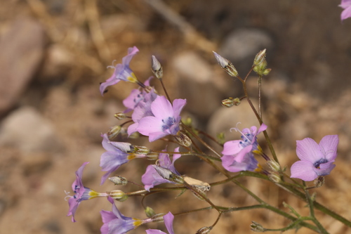 Image of Gilia cana by (c) Steve Matson, some rights reserved (CC BY)