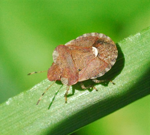 White-shouldered Shieldbug