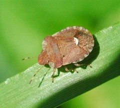 Dyroderes umbraculatus