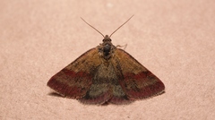 Phytometra viridaria