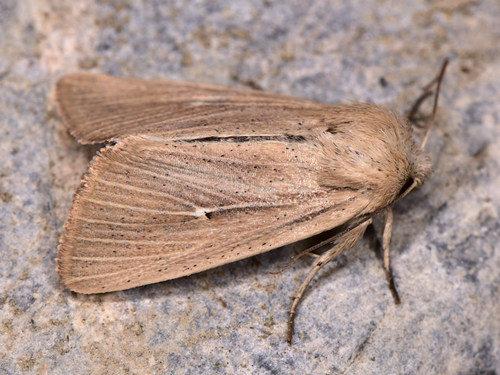 Mythimna sicula