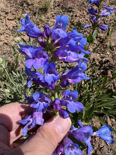 Image of Penstemon pennellianus by no rights reserved