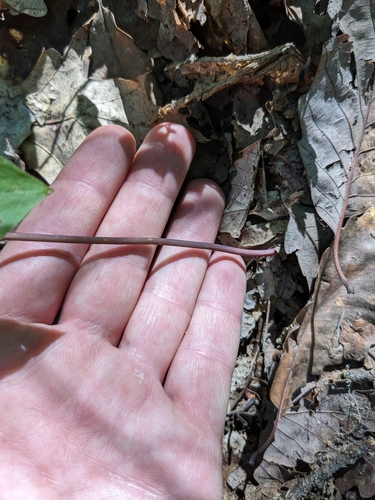 Image of Isotria verticillata by (c) Jacob Saucier, some rights reserved (CC BY)
