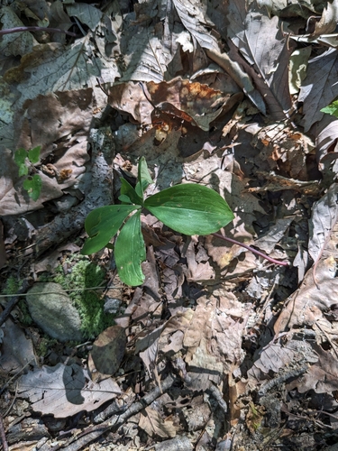 Image of Isotria verticillata by (c) Jacob Saucier, some rights reserved (CC BY)