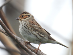 Emberiza pusilla