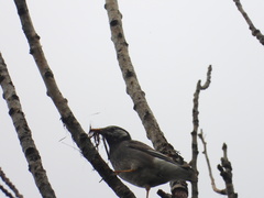 Spodiopsar cineraceus