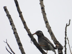 Spodiopsar cineraceus