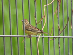 Emberiza rutila