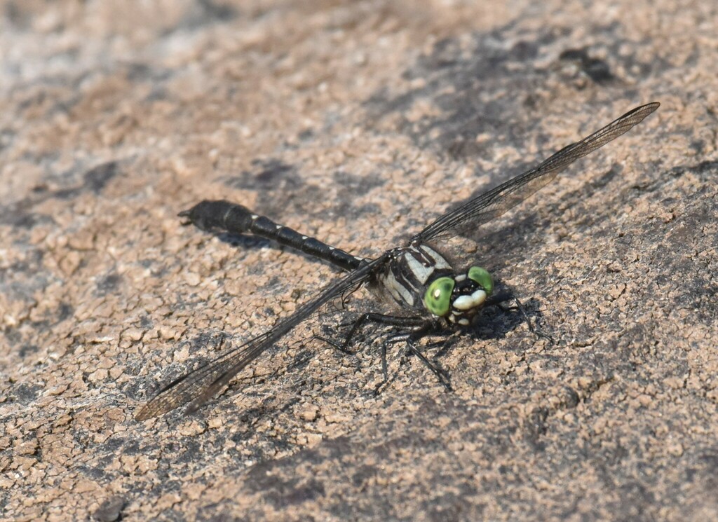 Mustached Clubtail
