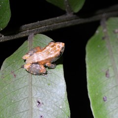 Pristimantis brevicrus