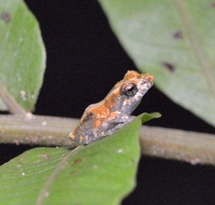 Pristimantis brevicrus