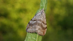 Aplocera efformata