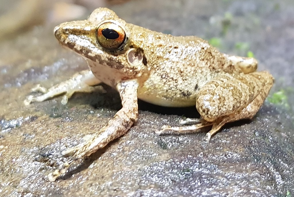 Rio Ampiyacu Robber Frog