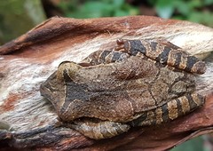 Osteocephalus fuscifacies