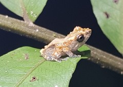 Pristimantis brevicrus