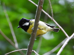 Periparus venustulus