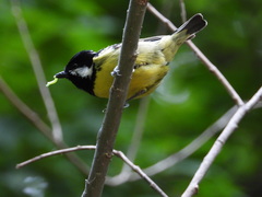 Periparus venustulus