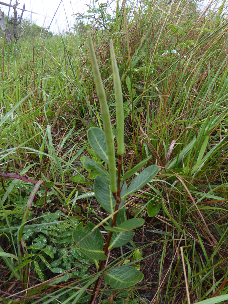 Raphionacme lucens Venter & R.L.Verh. 2