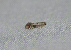 Nemapogon variatella
