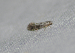 Nemapogon variatella