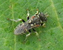 Oxybelus emarginatus