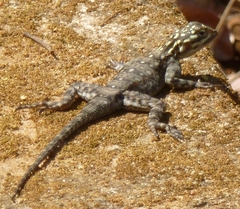 Agama dodomae